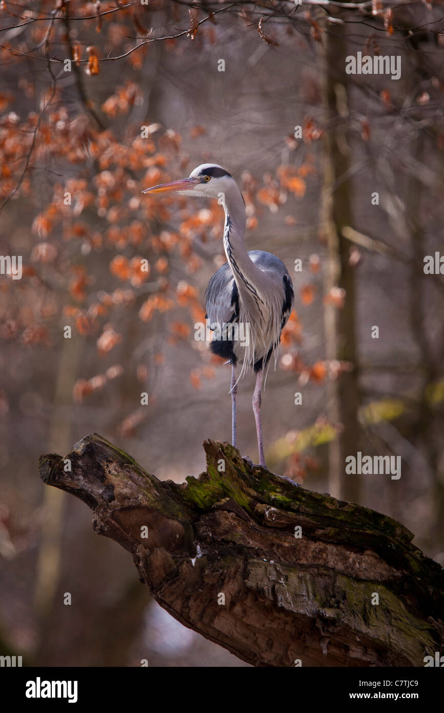 Ardea Ausruhen Baum FISCHREIHER Feder GRAUREIHER Geduld Heron JAGEN Lauer Reiher Schreitvogel ast auge beobachten cinerea fauna Stock Photo