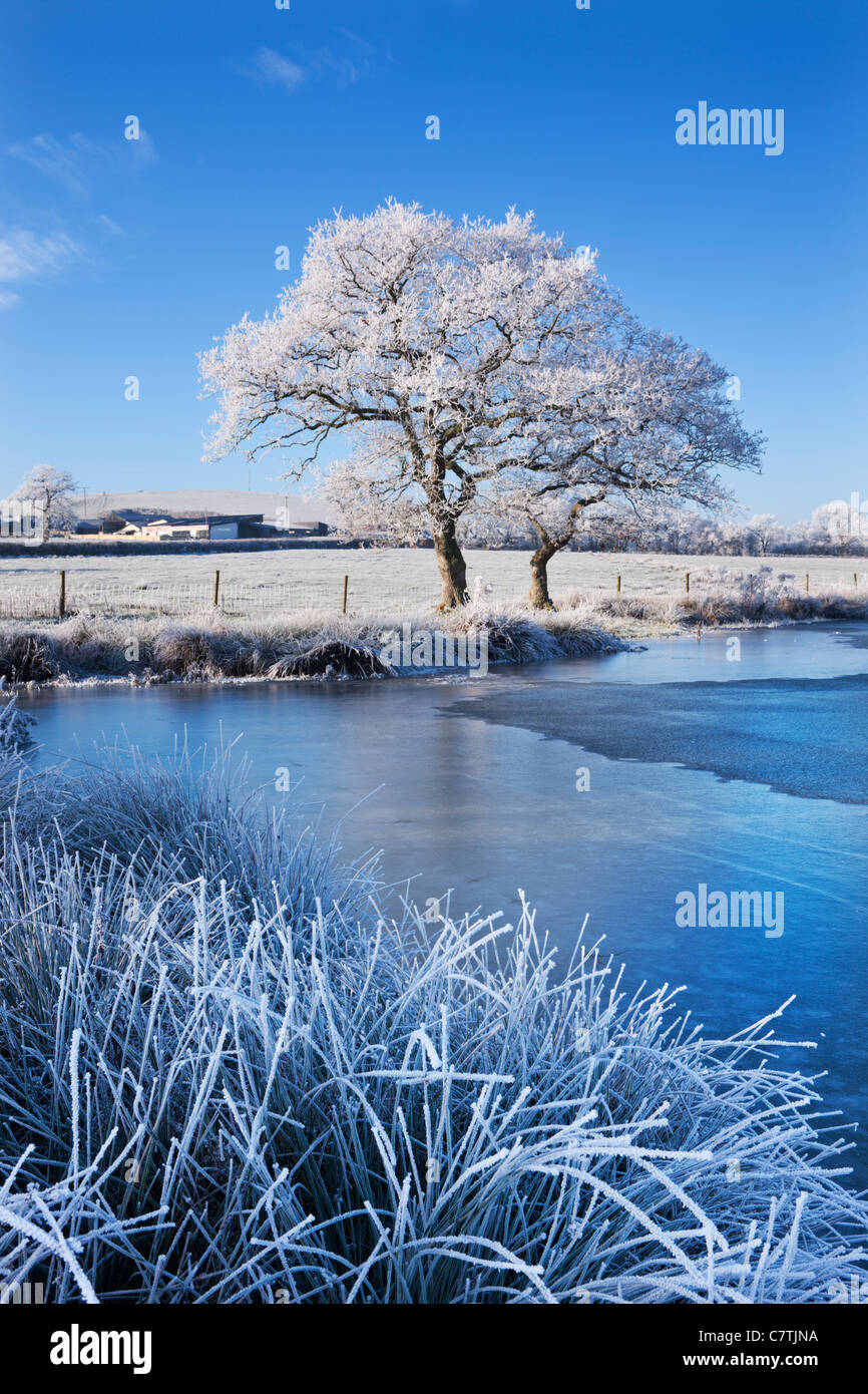 Hoar Frosted trees and frozen lake in winter time, Morchard Road, Mid Devon, England. Winter (December) 2010. Stock Photo