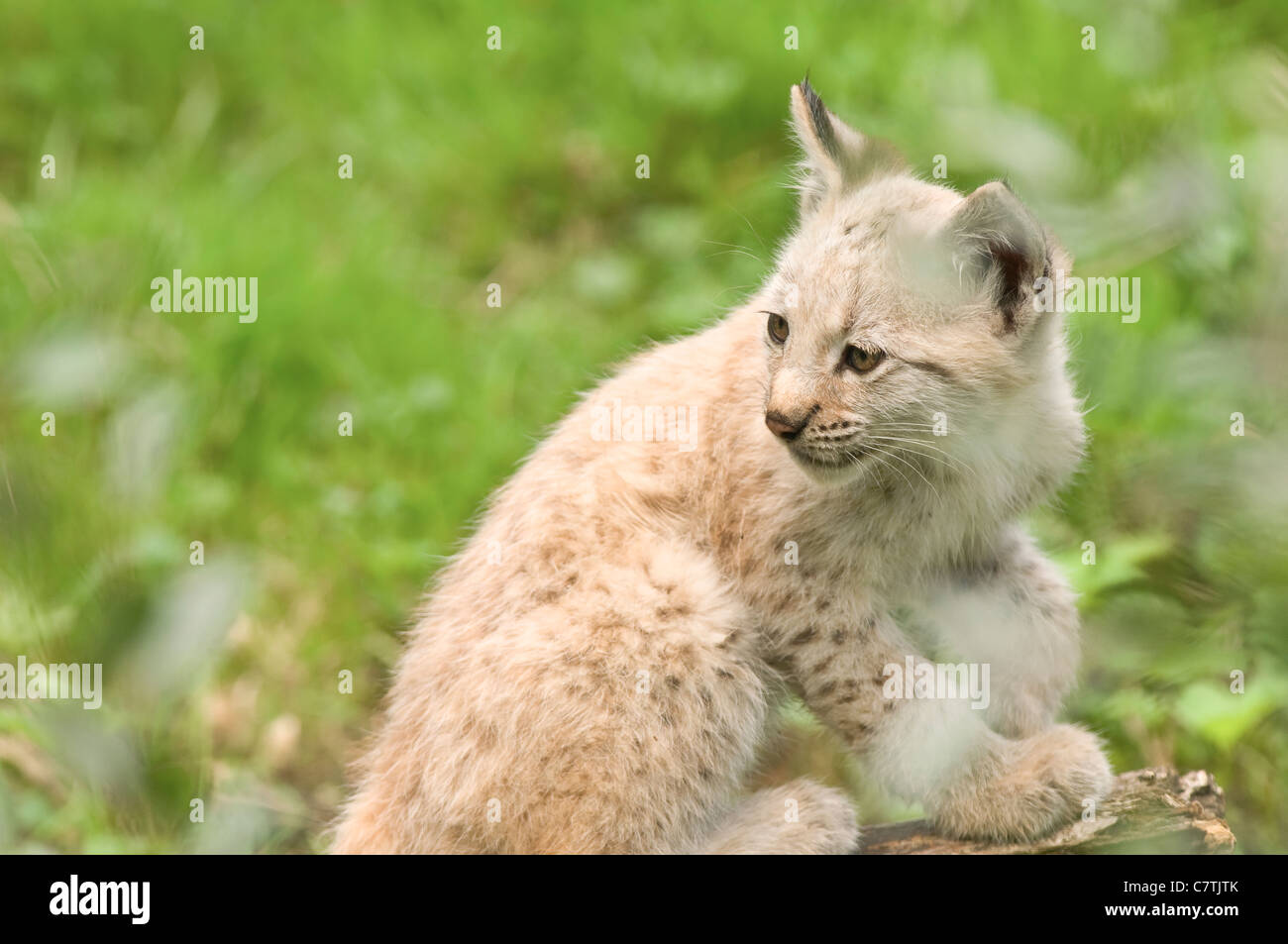Young Eurasian lynx kitten close-up Stock Photo