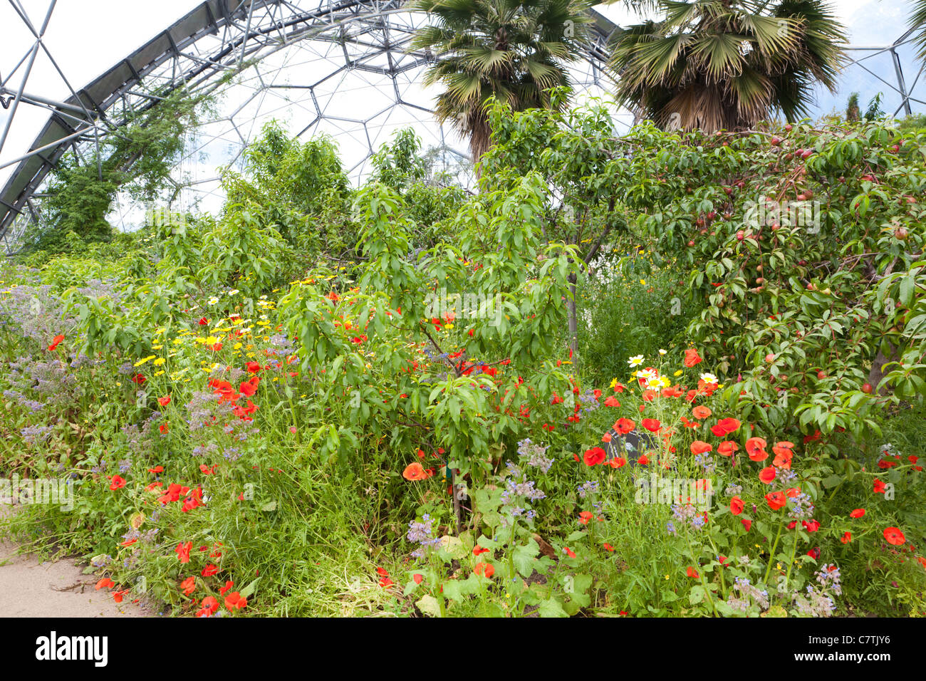 Inside the Mediterranean Biodome at the Eden Project, Bodelva, St
