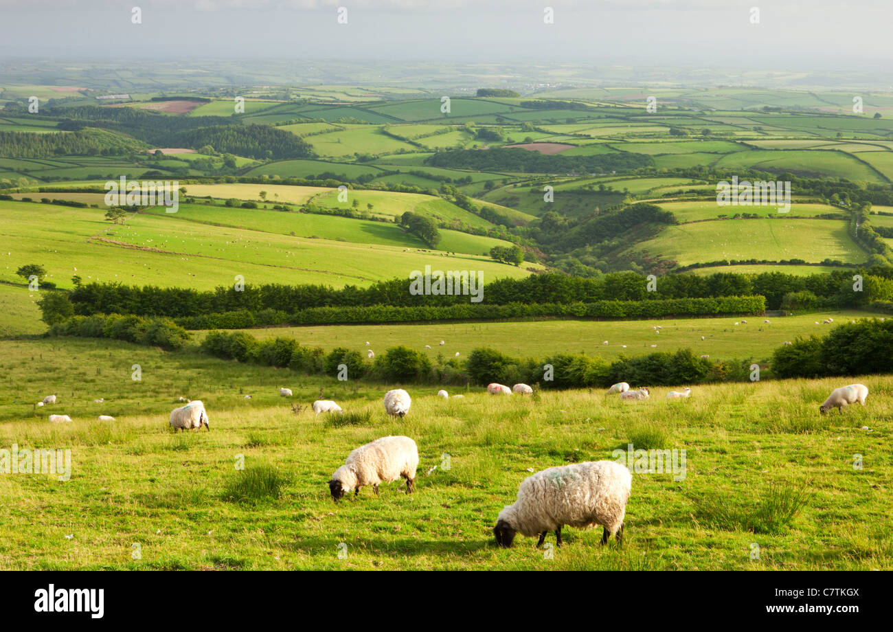 Sheep graze on the rural fields of Exmoor, Devon. Stock Photo