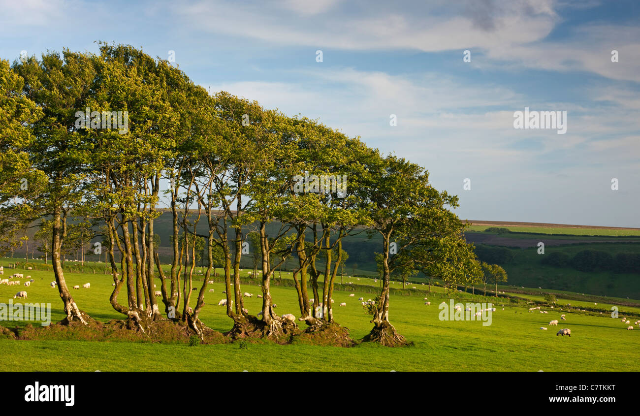 Beech trees growing in an old hedgerow, Exmoor National Park, Devon