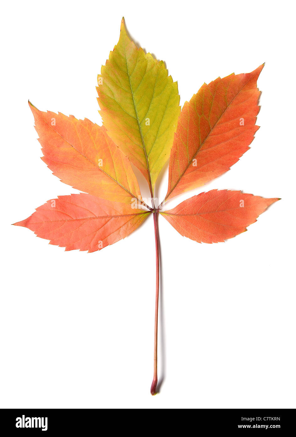 autumn leaves isolated on white background Stock Photo - Alamy