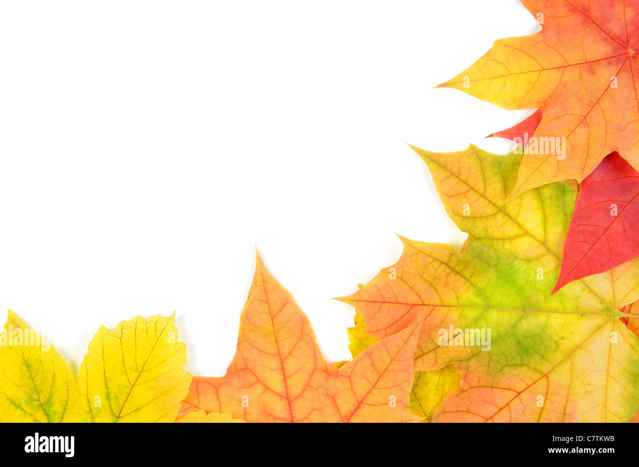 autumn leaves isolated on white background Stock Photo - Alamy