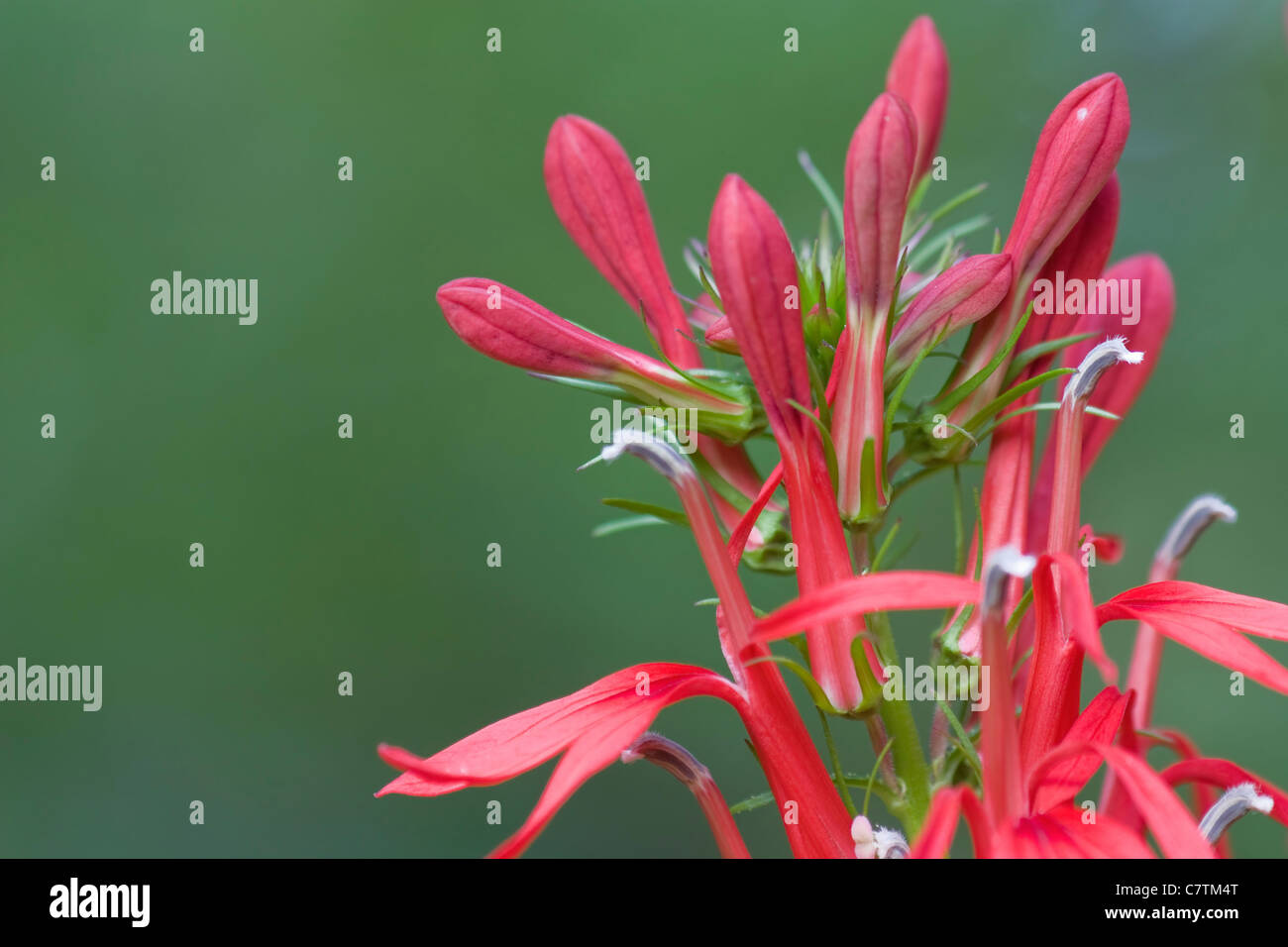 Cardinal flower hi-res stock photography and images - Alamy