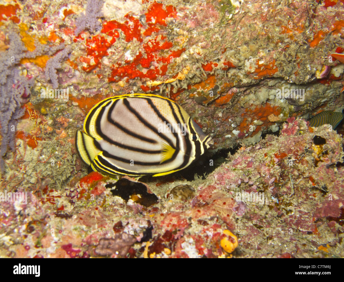 Sole Meyer's Botterflyfish in a coral reef Stock Photo