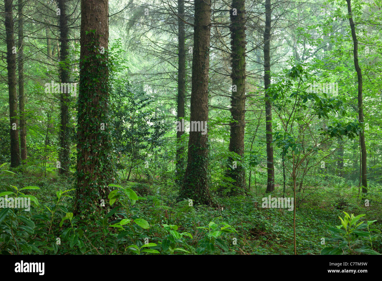 Pine woodland in summer, Morchard Wood, Devon, England. Summer (June) 2011. Stock Photo