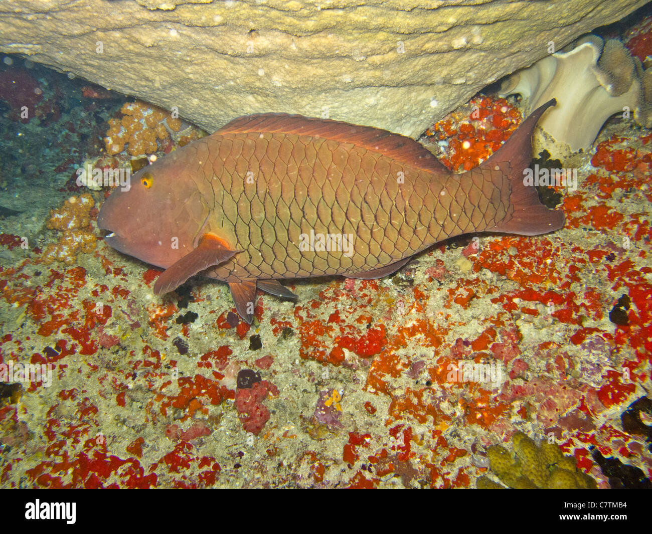 A dark red parrotfish hiding under a hard coral Stock Photo