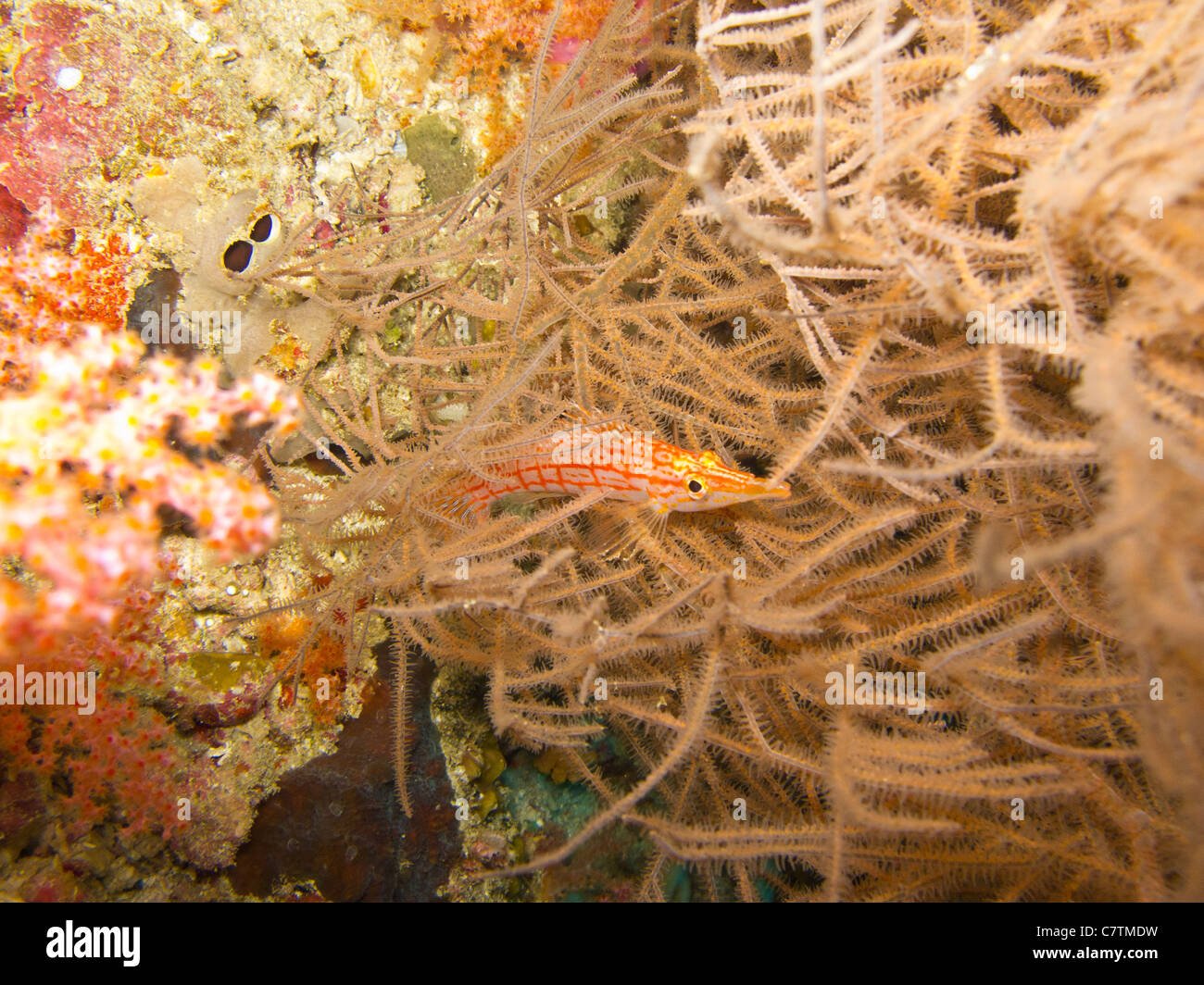 Longnose Hawkfish trying to hide itself among soft corals Stock Photo