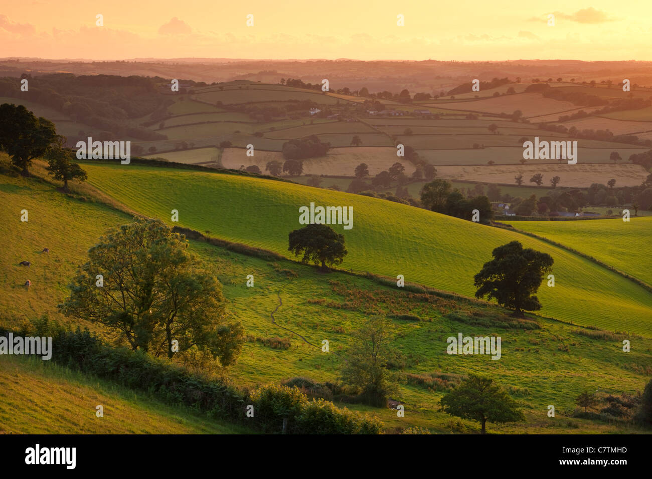 Evening sunlight on the rolling fields of rural Devon, Raddon Hills, Devon, England. Summer (June) 2011. Stock Photo