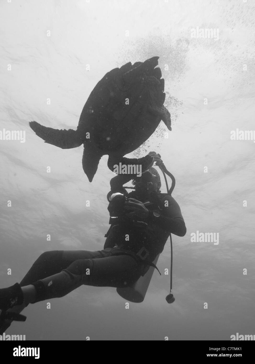 Diver and sea turtle underwater of Maldives Stock Photo