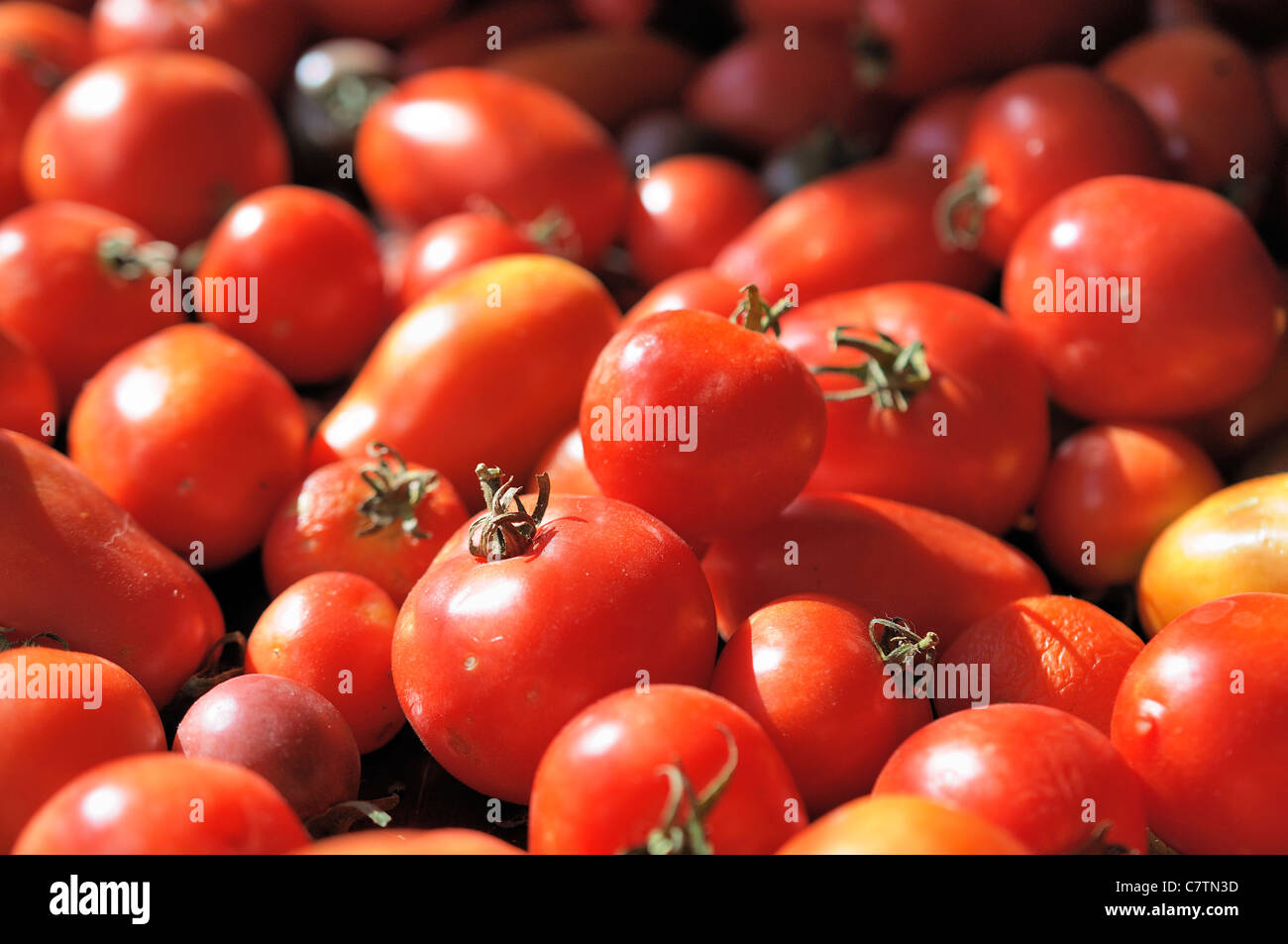 Closeup of ripe tomatoes on a table. Varieties include Roma and Arctic Maxi. Stock Photo