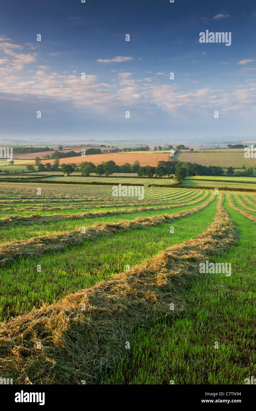 Freshly cut hay meadow, Morchard Bishop, Devon, England. Summer (July) 2011. Stock Photo