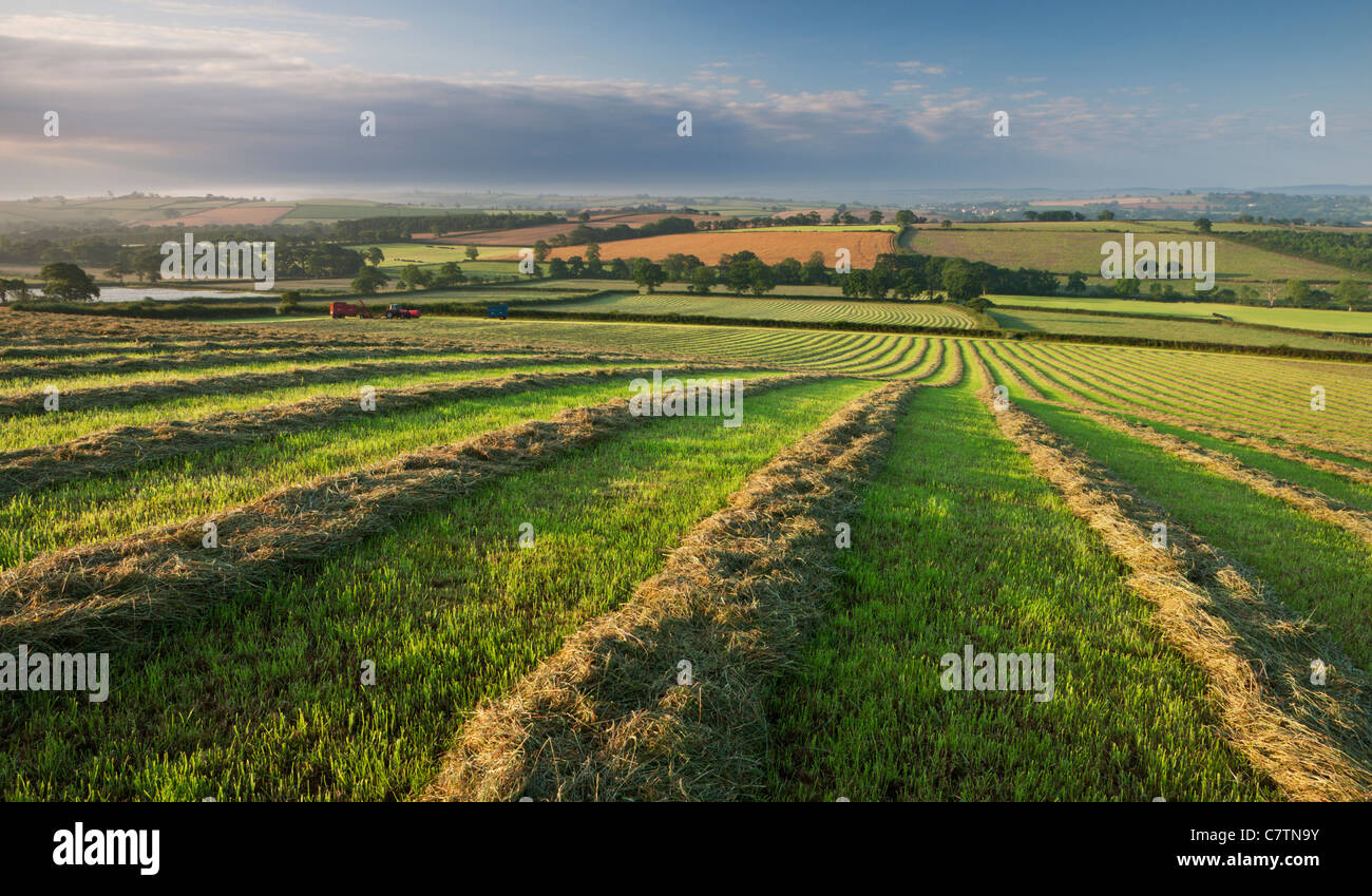 Freshly cut hay meadow, Morchard Bishop, Devon, England. Summer (July) 2011. Stock Photo