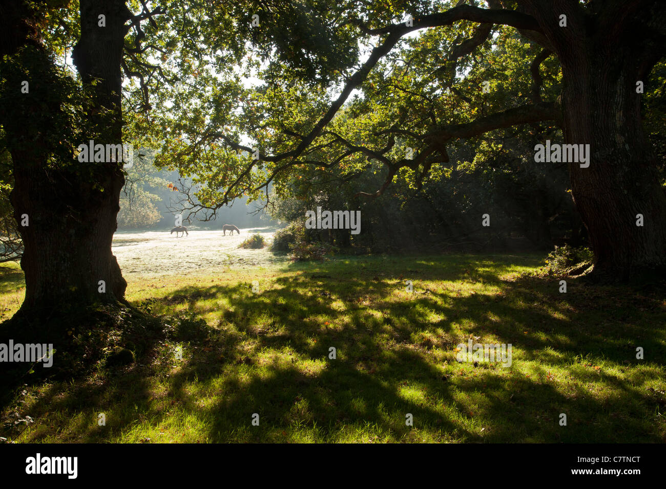 Ancient oak trees and lawns - with ponies - in autumn, in the New Forest at Busketts Lawn, Hampshire. Stock Photo