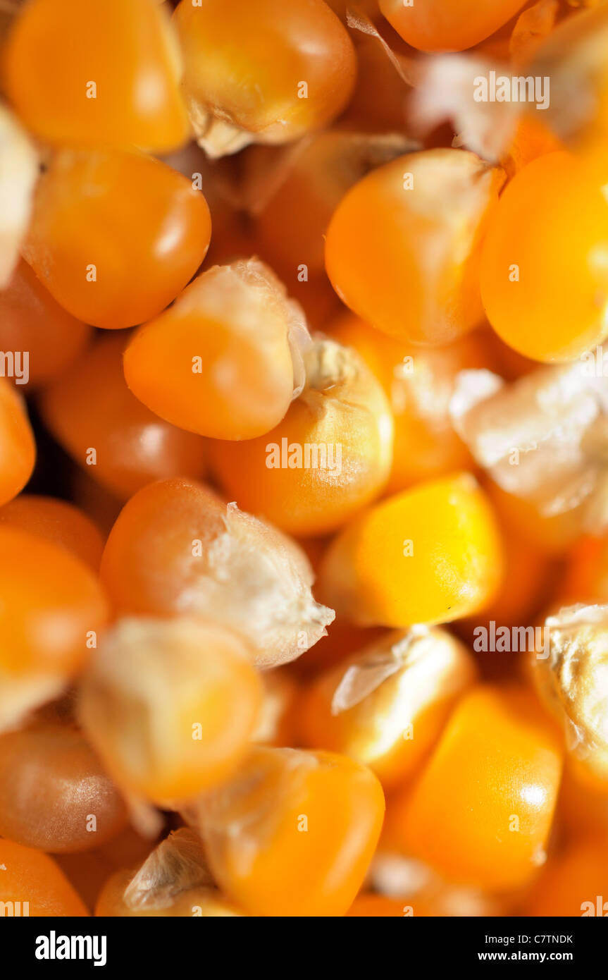 Macro shot of a miniature variety of popcorn. Stock Photo