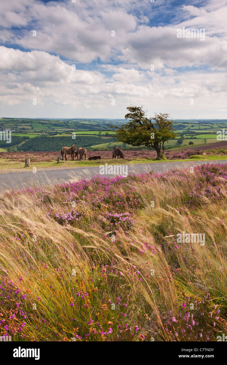 Exmoor Ponies on Dunkery Hill, Exmoor, Somerset, England. Summer (August) 2011. Stock Photo