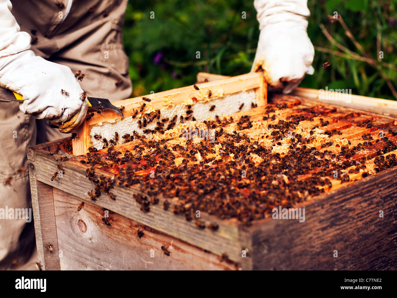 beekeeper taking a frame out of a beehive with bees buzzing around Stock Photo