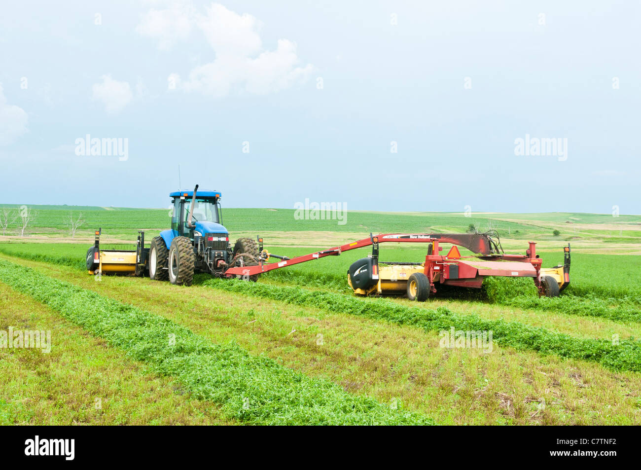 Mature alfalfa is mowed and windrowed on a farm in South Dakota. Stock Photo