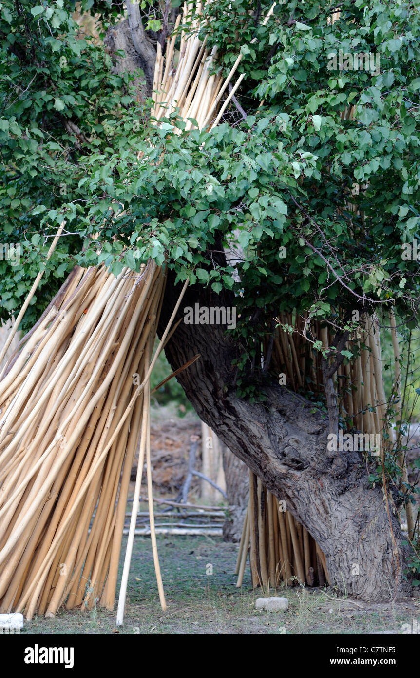 Poplar poles stacked against an ancient apricot tree ready for construction work.  They are used in the flat roofs. Sumar, Nubra Stock Photo