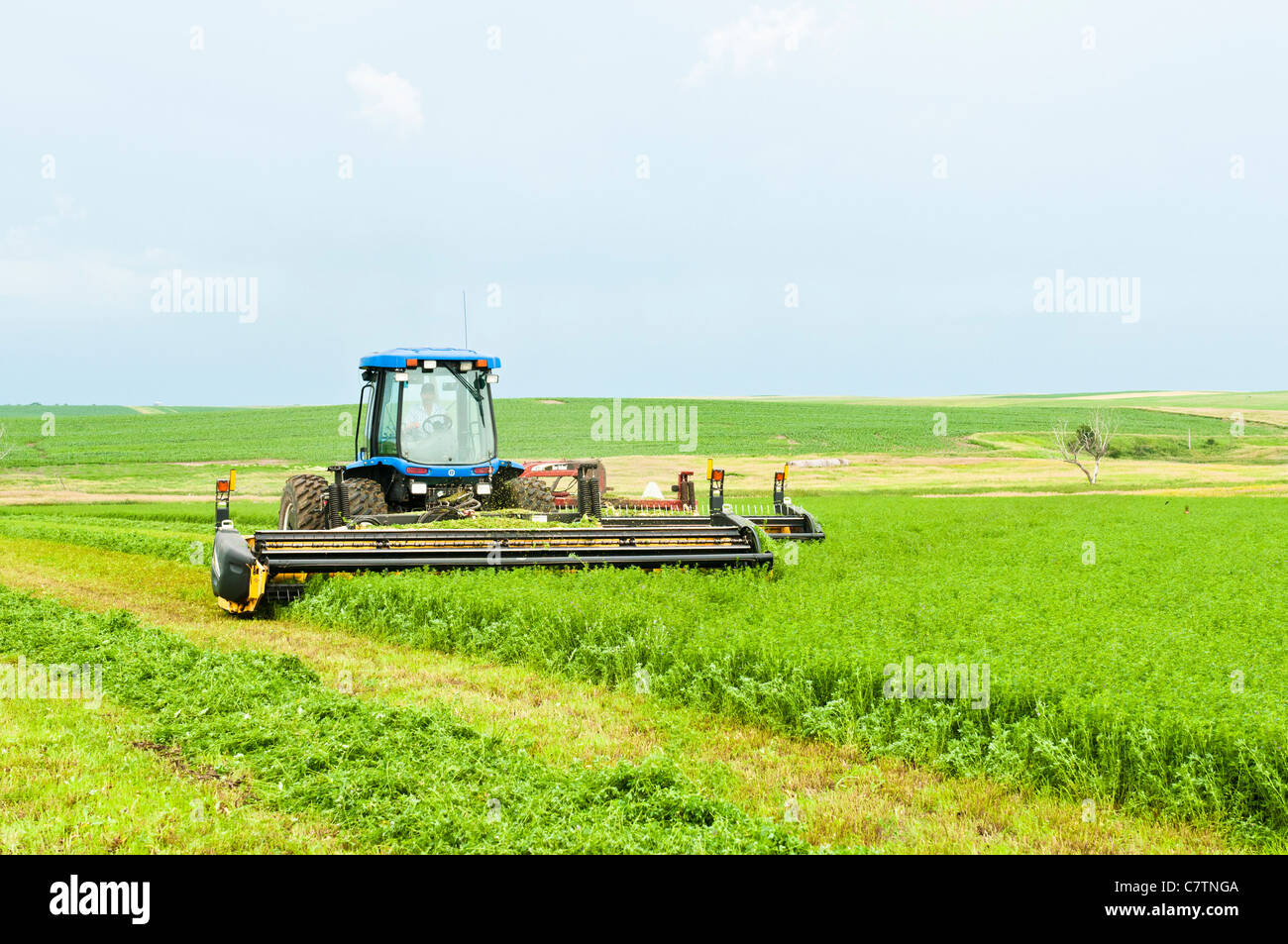 Mature alfalfa is mowed and windrowed on a farm in South Dakota. Stock Photo
