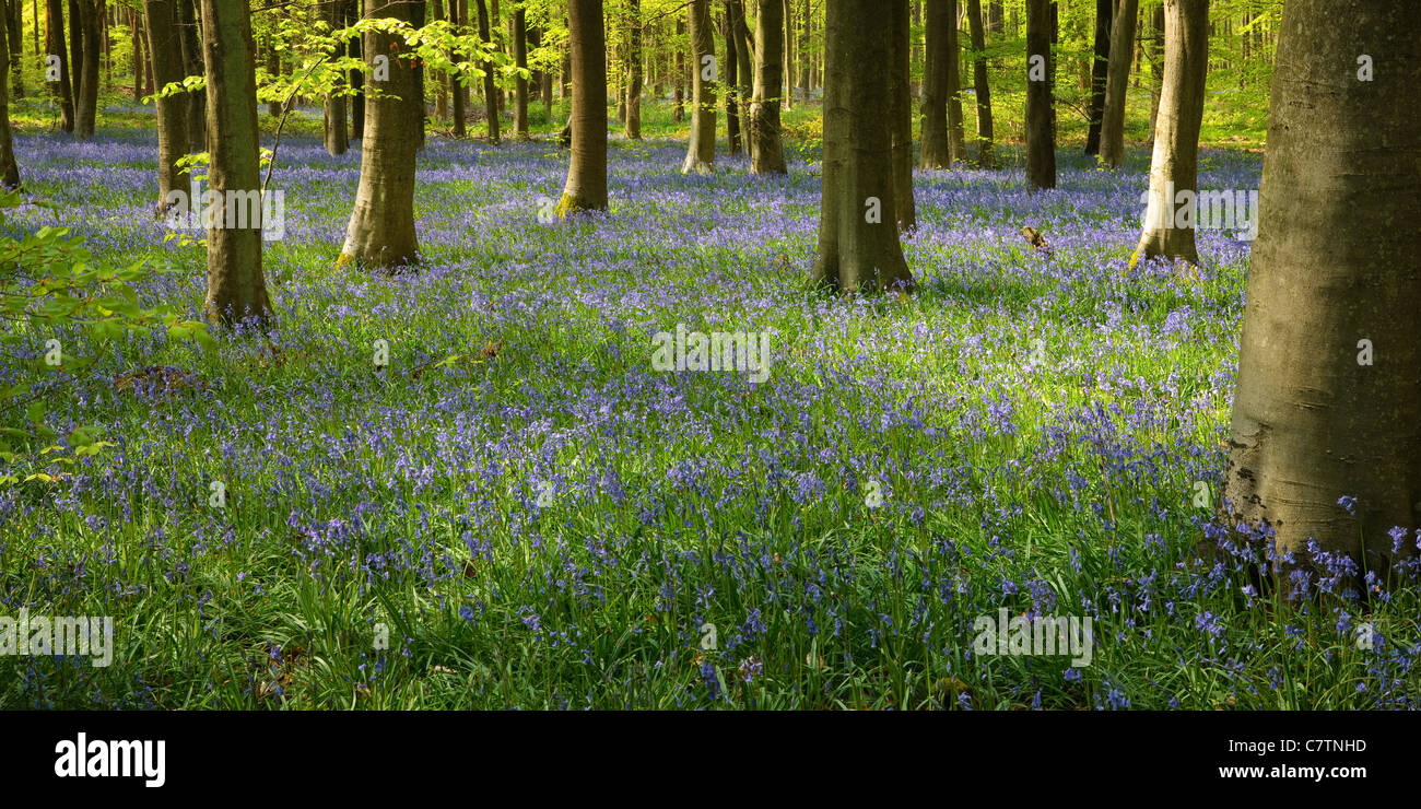 Bluebells in West Wood Lockeridge Marlborough Wiltshire England Stock Photo