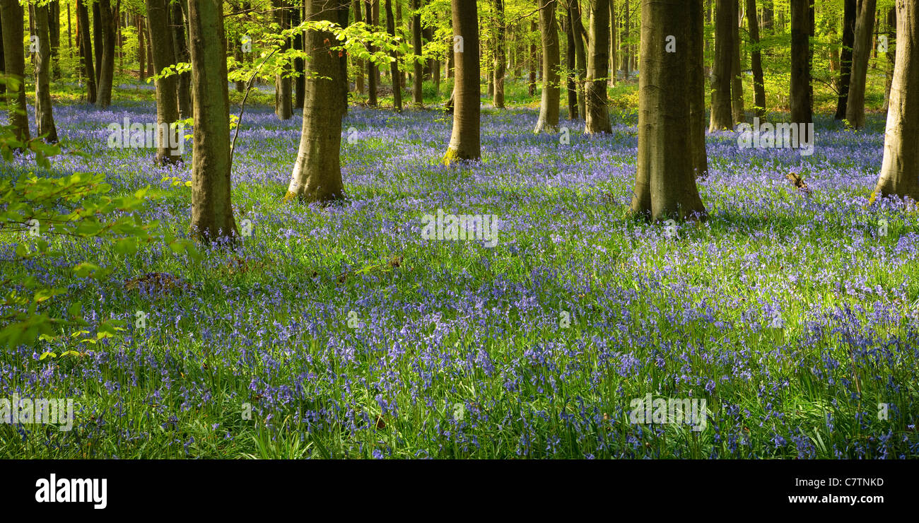 Bluebells in West Wood Lockeridge Marlborough Wiltshire England Stock Photo