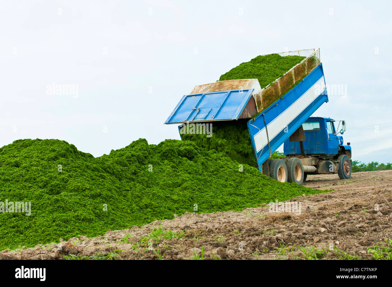 Alfalfa silage is unloaded from a truck on a farm in South Dakota. Stock Photo