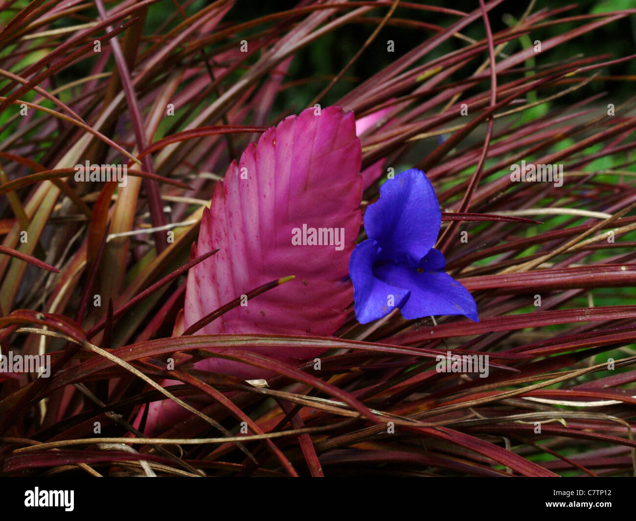 Pink Quill Stock Photo Alamy