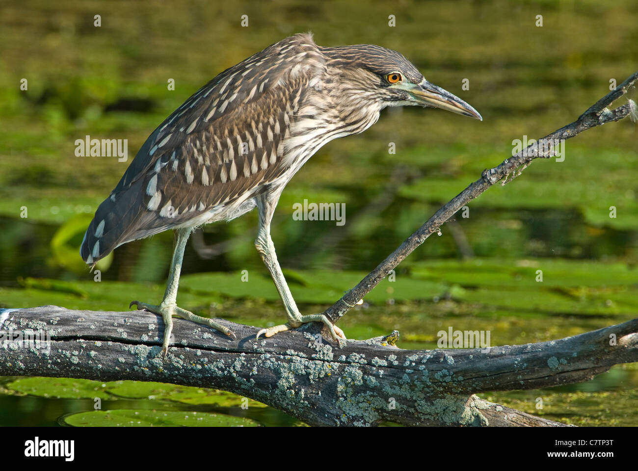 Immature Black-Crowned Night Heron Nycticorax nycticorax perched on