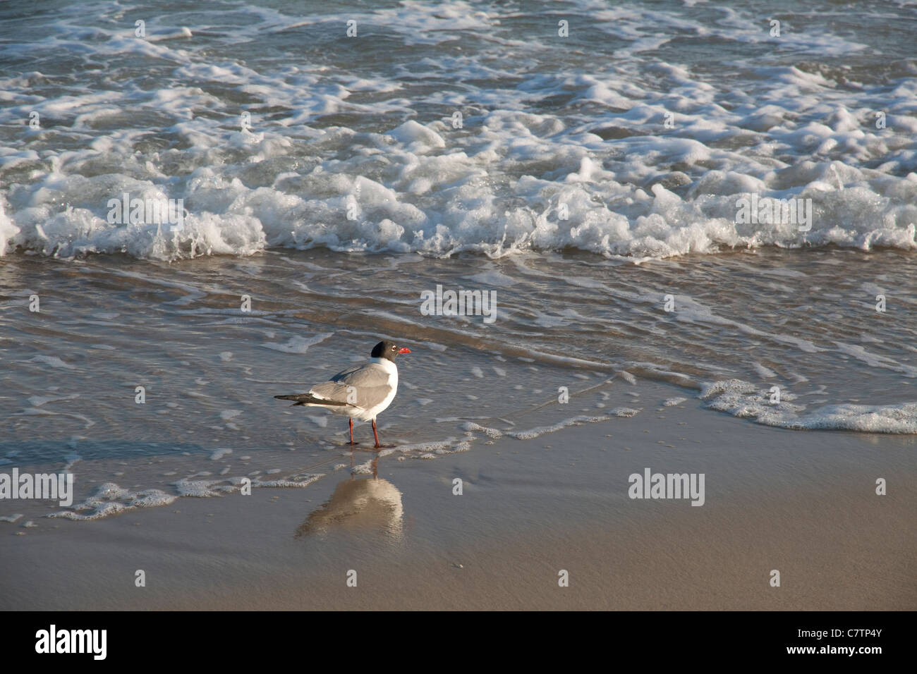 Laughing Gulls Leucophaeus atricilla  feeding Gulf of Mexico Florida USA Stock Photo