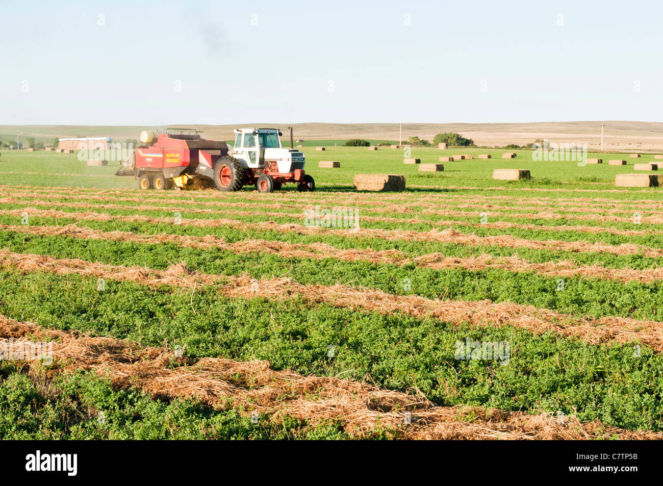 A tractor pulling a baling machine is at work producing square bales in an alfalfa field. Stock Photo