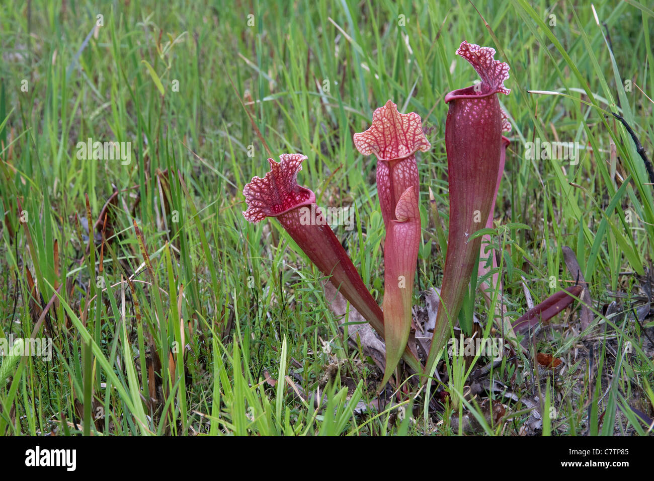 Carnivorous Pitcher Plant Sarracenia x Mitchelliana (S. leucophylla x S. rosea ), a natural hybrid, Alabama USA Stock Photo