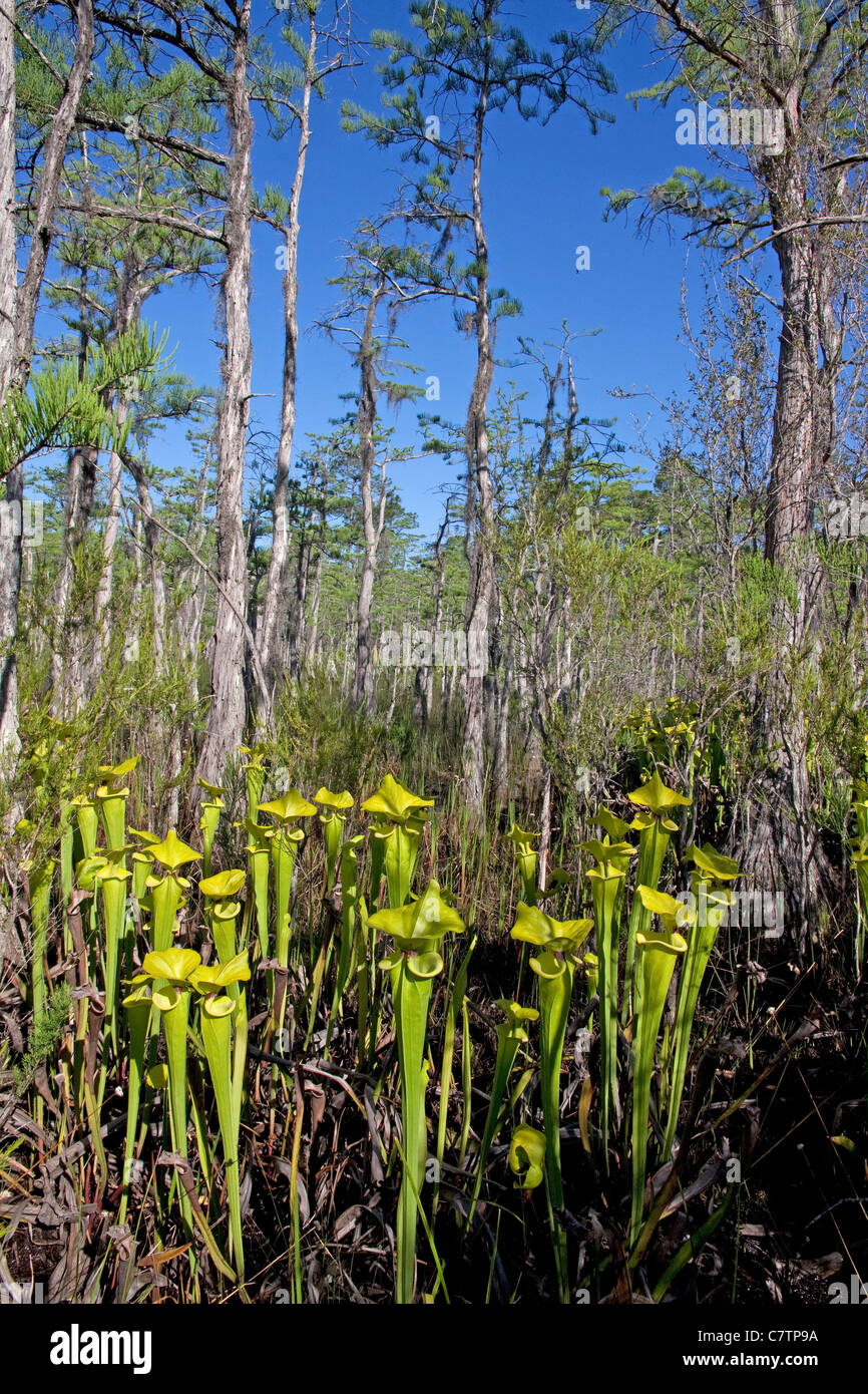 Carnivorous Plant Yellow or Trumpet Pitcher Plants Sarracenia flava growing in Dwarf Cypress seepage bog Florida USA Stock Photo