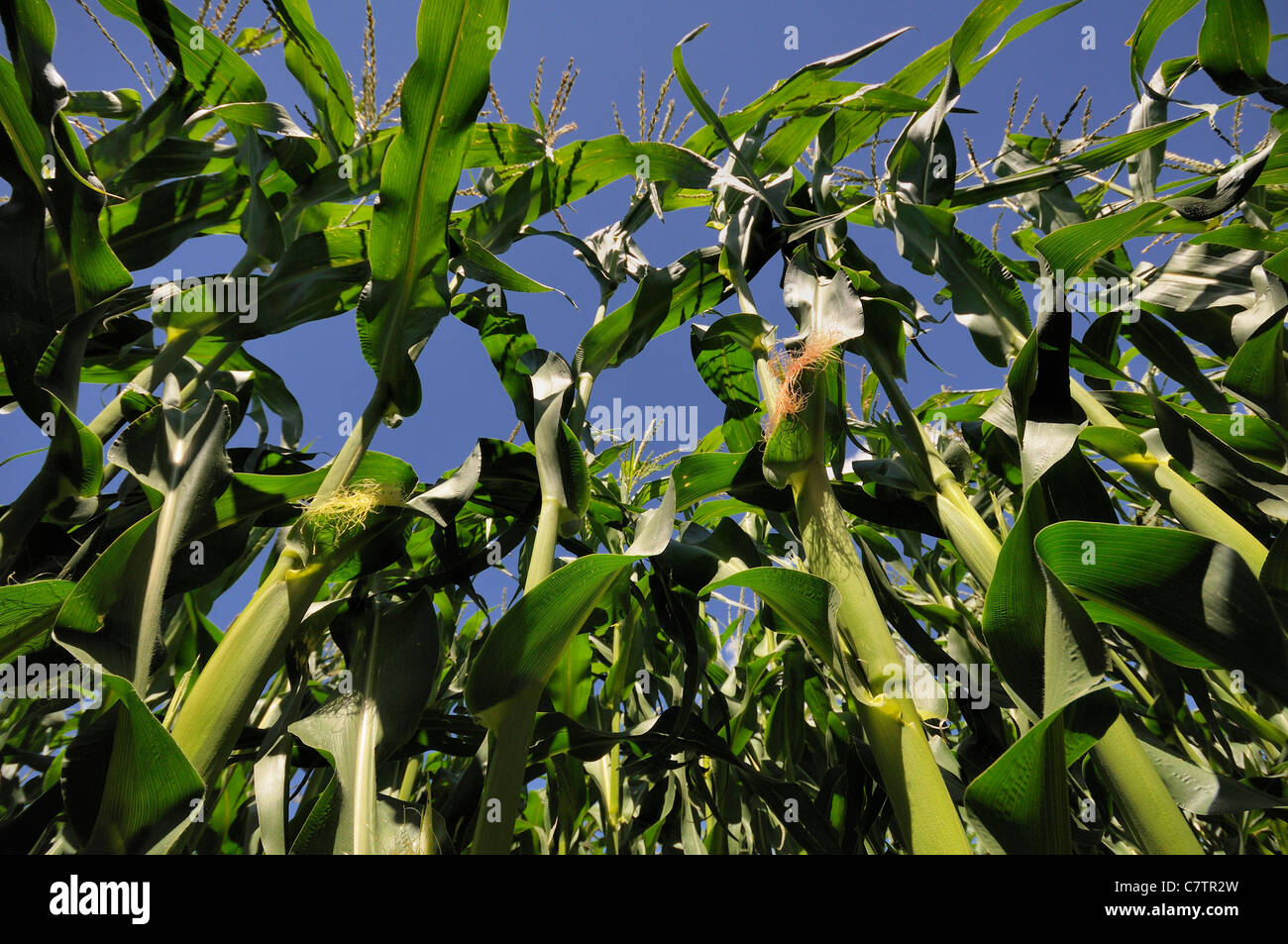 Inside a corn field looking up through the corn in Saskatchewan, Canada. Stock Photo