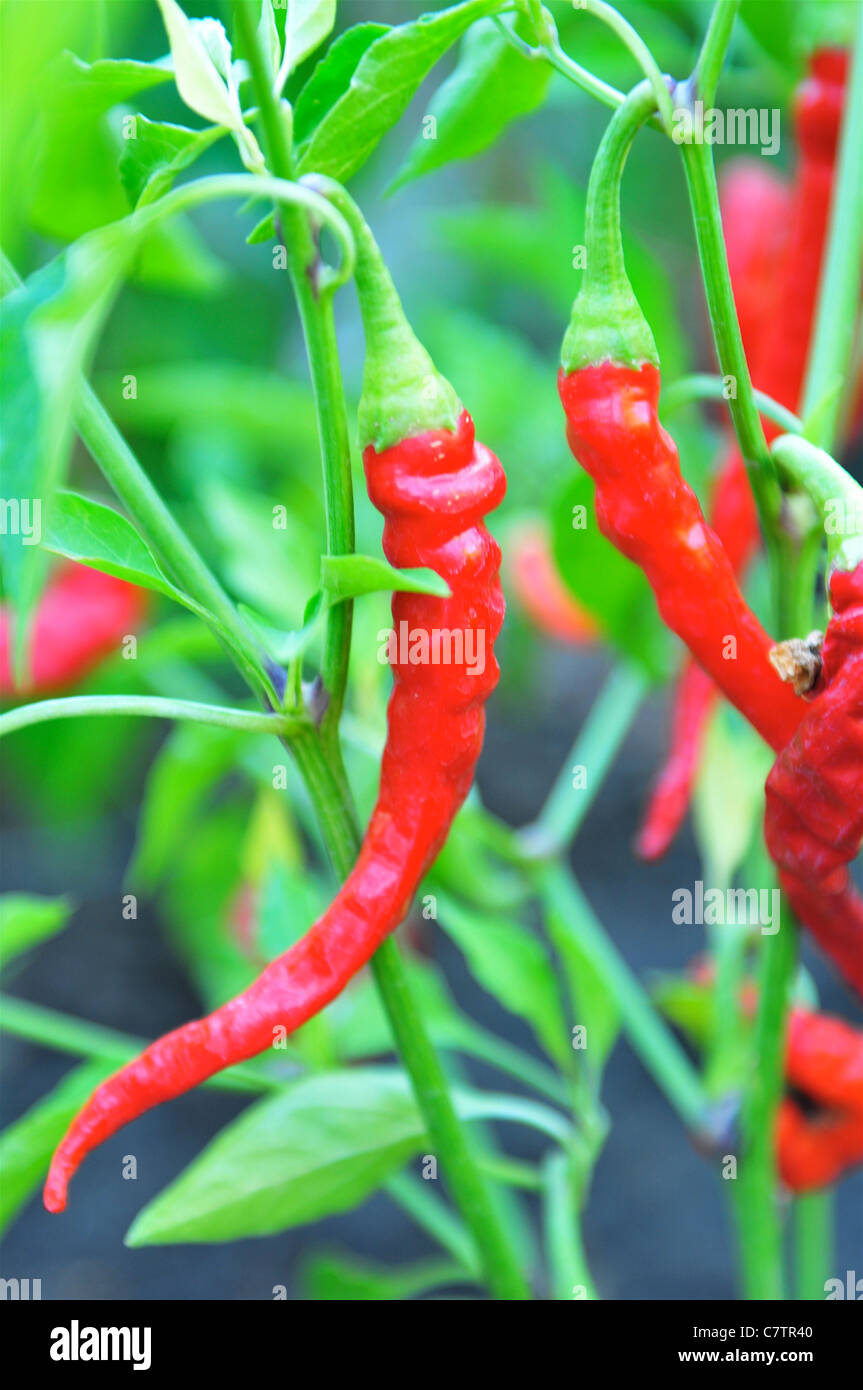 Cayenne Peppers Ripening On The Plant Stock Photo