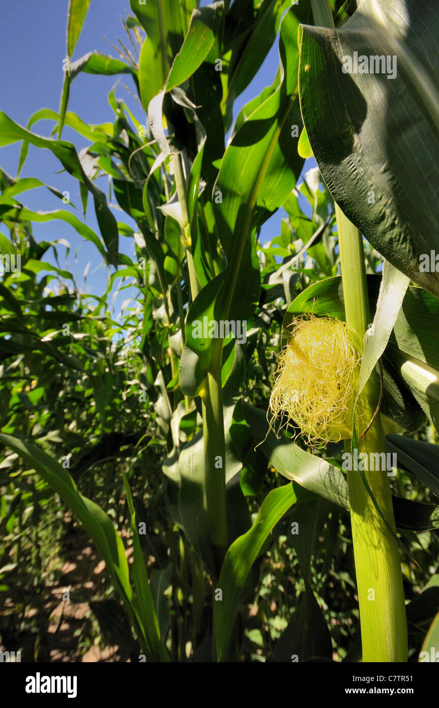 Inside a corn field looking up through the corn in Saskatchewan, Canada. Stock Photo