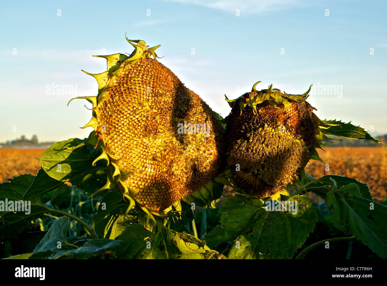 Sunflower Helianthus annuus heads ripening seed autumn farm field Stock Photo