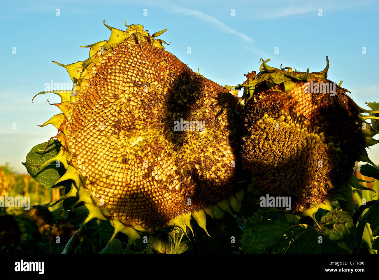 Sunflower Helianthus annuus heads ripening seed autumn early morning farm field Stock Photo