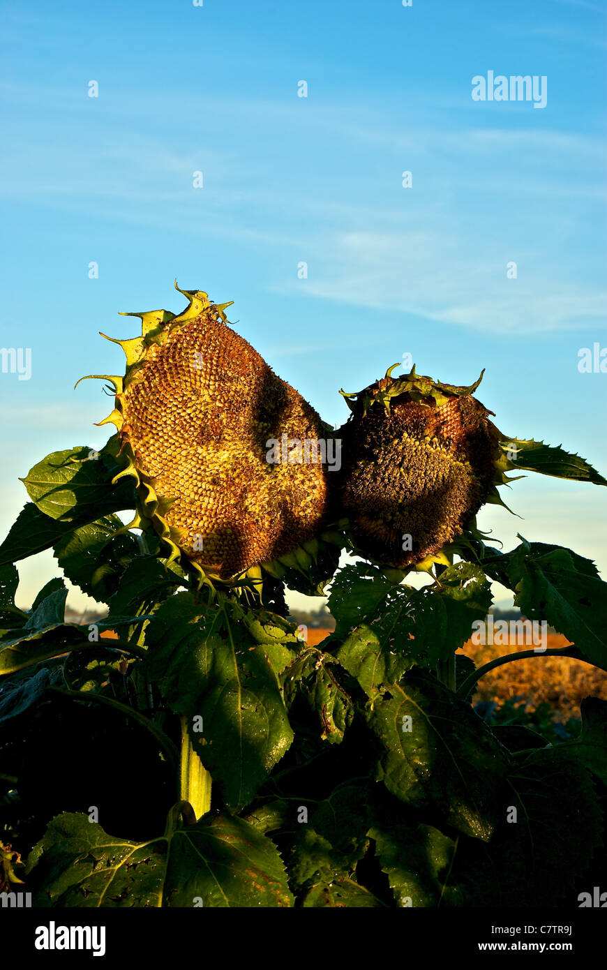 Sunflower Helianthus annuus dying heads in seed early autumn morning Stock Photo