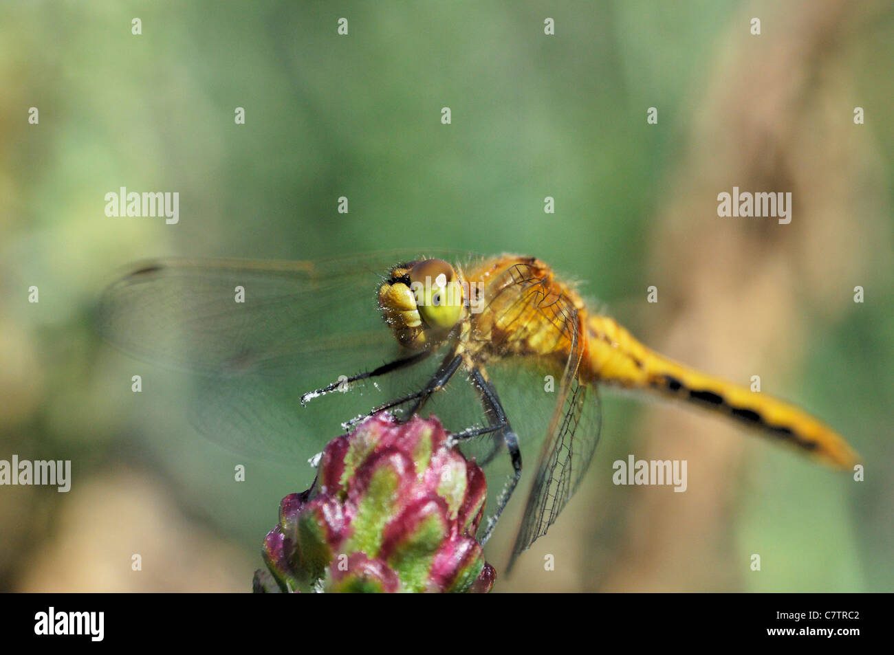 A macro shot of a yellow dragonfly atop a flower in Saskatchewan, Canada Stock Photo