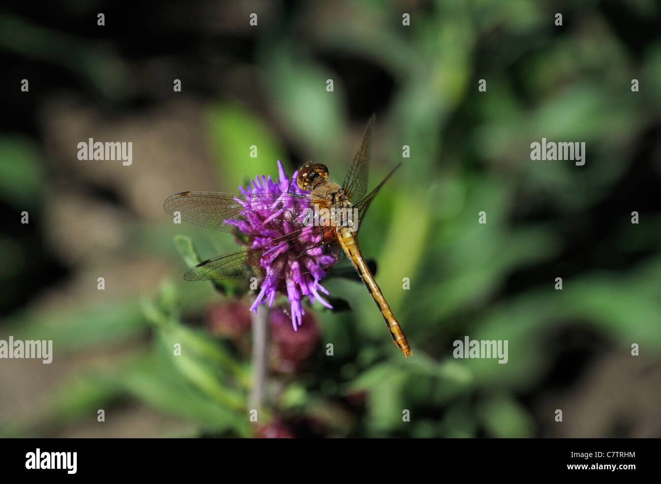 A macro shot of a yellow dragonfly atop a flower in Saskatchewan, Canada Stock Photo