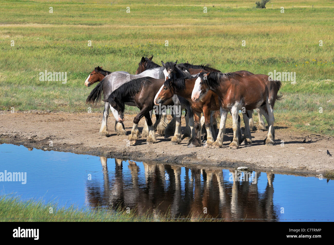 A heard of horses along a small river in the Canadian prairies, Saskatchewan Canada. Stock Photo
