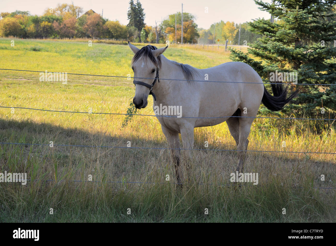 A white stallion horse along a fence line in Saskatchewan, Canada. Stock Photo