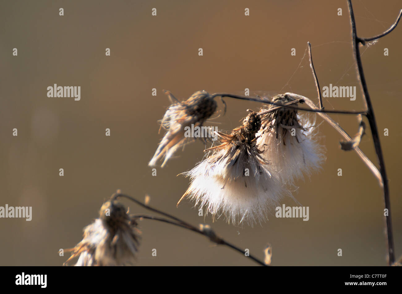A closeup of thistles going to seed in the fall in Saskatchewan, Canada. Stock Photo