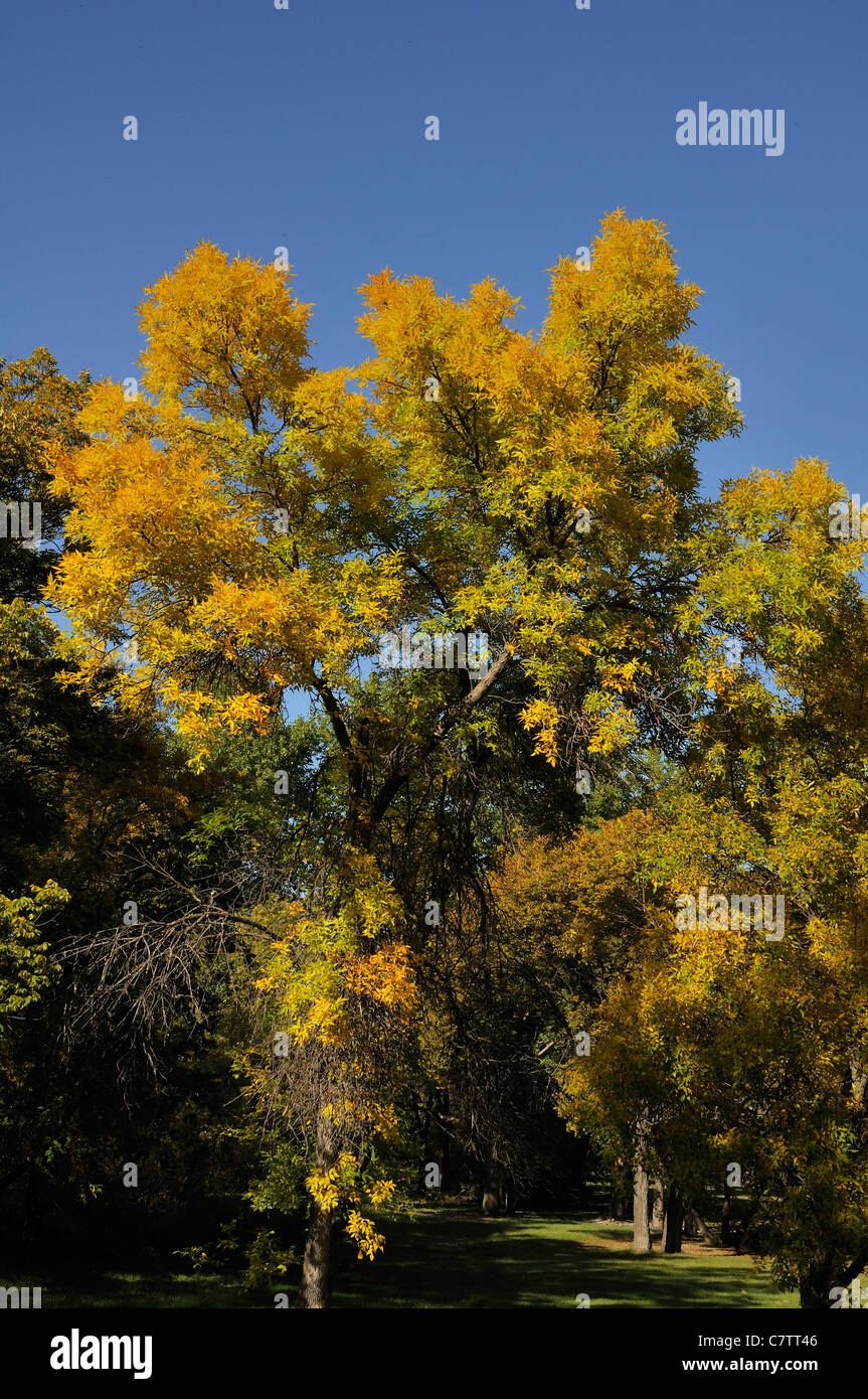 Photo of poplars in the fall in Saskatchewan, Canada. Stock Photo