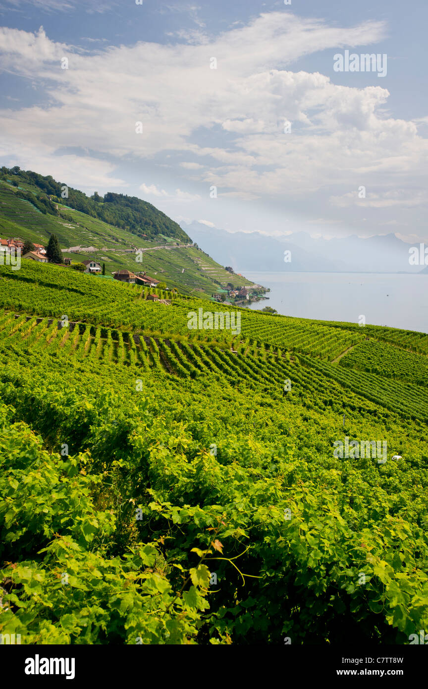 Lavaux Vineyards above Lake Geneva, between Lausanne and Montreux. UNESCO World Heritage site. Stock Photo