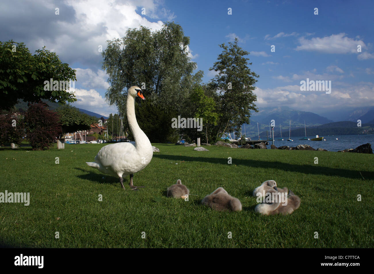 Swan with cygnets at Hilterfingen, Lake Thun, Bernese Oberland, Switzerland Stock Photo