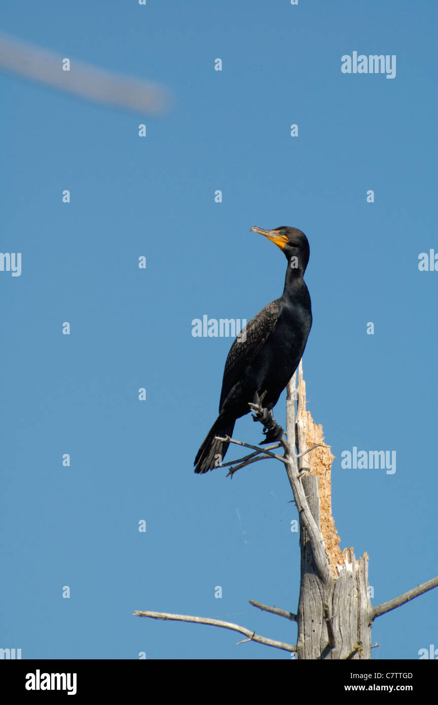 A Double Crested Cormorant perched in a dried out tree, Saskatchewan Canada. Stock Photo