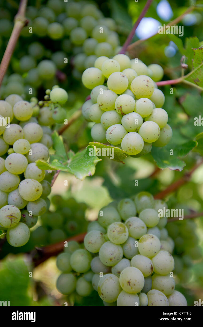 Vine clusters of Pouilly Fume sauvignon white grapes in the Loire Valley. These white grapes in